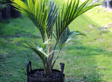 Where To Buy Nikau Palms.