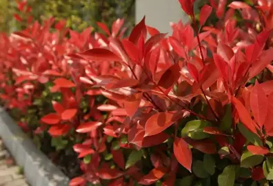 Where To Buy Photinia.