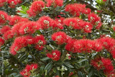 Where To Buy Pohutukawa.