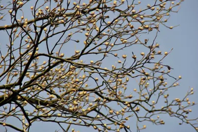 Where is the Tulip tree native to?