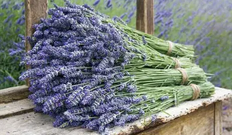 What Variety Of Lavender Should I Grow?