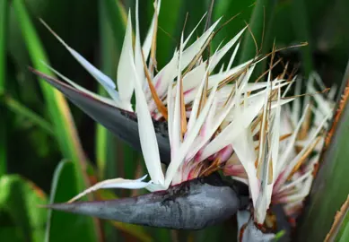 What Is The White Bird Of Paradise Plant?