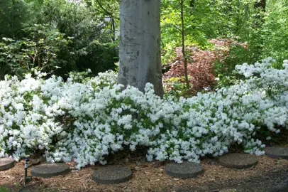 White Evergreen Azaleas.