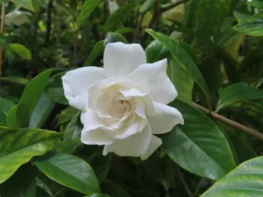 Hedge For A White Garden.