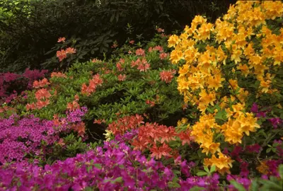 Why Do Azaleas Need Acid Soil?