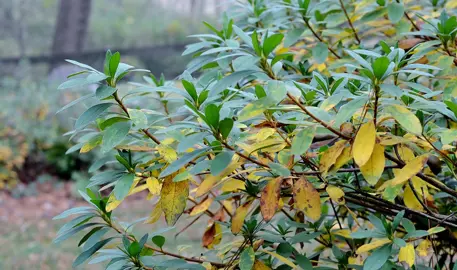 Why Are The Leaves On My Azalea Turning Yellow?