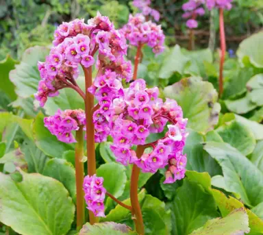 Why Choose Bergenia for Your Garden?