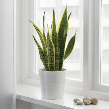Why is Sansevieria called Mother-In-Laws-Tongue?