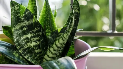 Why Is Sansevieria Called A Snake Plant?