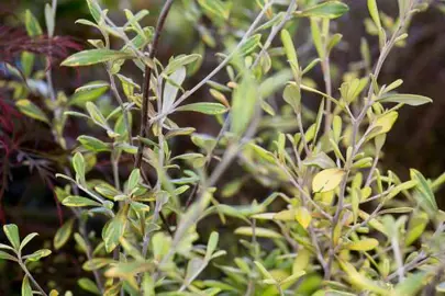 What Is Causing The Corokia Leaves To Yellow?