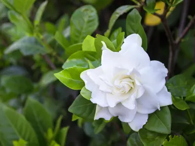 Why Are Gardenias Called Cape Jasmine?