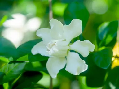 Why Are Gardenias So Hard To Grow?