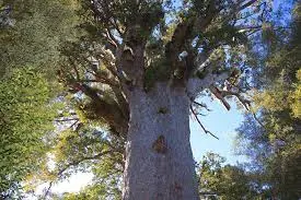 What Is Special About Kauri?