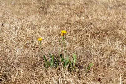 Why Is My Lawn Not Growing? .