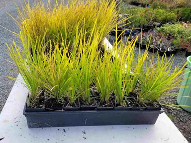 Why Is My Lomandra Lime Tuff Going Yellow?