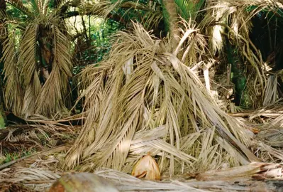 Why Is My Nikau Palm Dying?