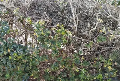 Why Is My Pittosporum Dying?