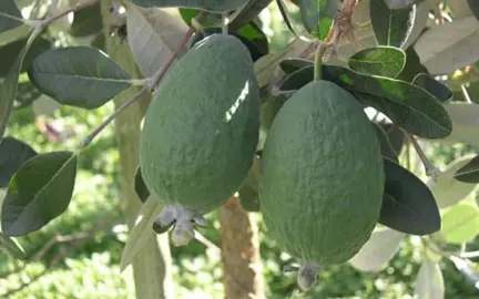 Why Prune Feijoa Trees?