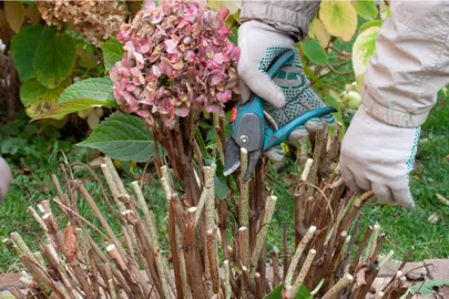 Why Do You Need To Prune Hydrangeas?