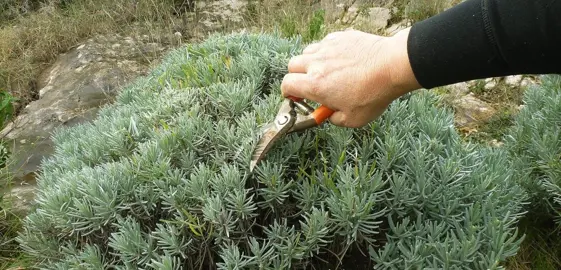 Why Do You Need To Prune Lavender? .