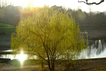 Willow Tree Care and Maintenance in NZ.