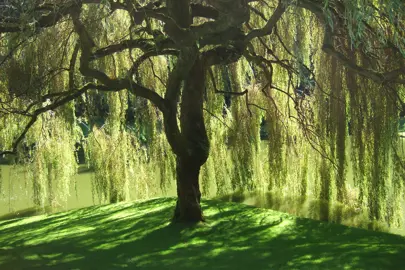 The Benefits of Willow Trees in NZ Landscaping.