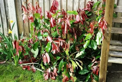 Wilting Photinia.