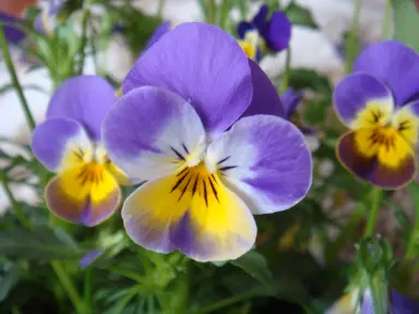 Adding Colour with Winter Flowering Annuals.