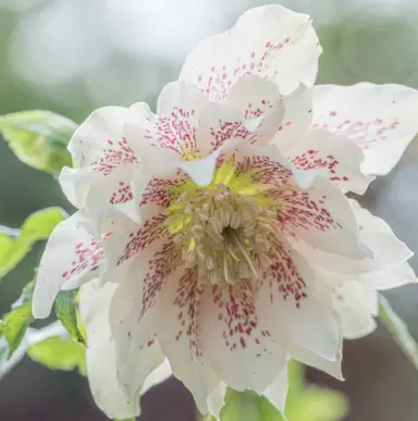 Winter Rose Care Tips.
