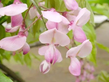 Wisteria Vine Care.