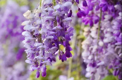 Wisteria Flowering Season in New Zealand.