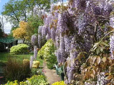 Wisteria Planting Guide.