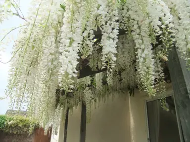 Wisteria Support Structures.