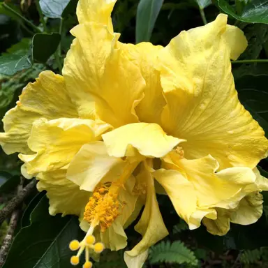 Yellow Hibiscus Varieties.