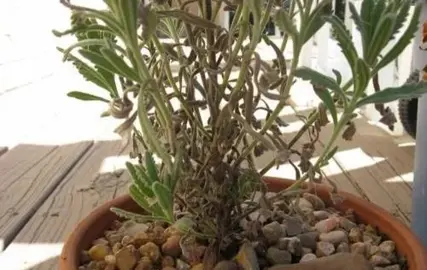 Why Is My Lavender Plant Yellow?
