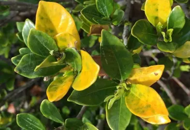 How Do I Fix Yellow Leaves On My Gardenia Plant?