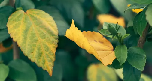 Why Are The Leaves On My Hibiscus Going Yellow?