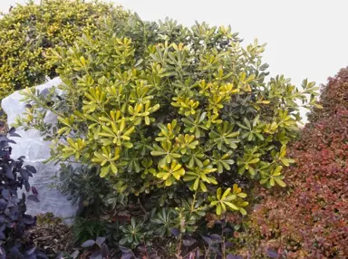 What Is Causing The Pittosporum Leaves To Yellow?