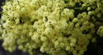Acacia Plant Guide for New Zealand Gardens.