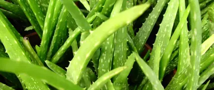 Aloe vera Care Guide – How to Grow and Use Aloe vera in NZ.