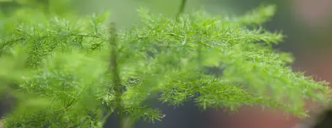 Asparagus Fern Care: Guide Growing Maintenance Tips NZ.
