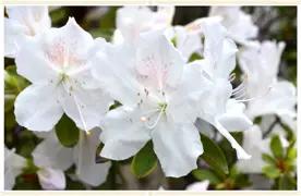 How To Guides For Beautiful Azaleas.