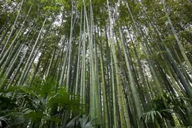Bamboo Plant Information For NZ.
