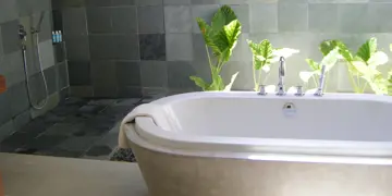 Bathroom Plants NZ: Stylish & Low-Maintenance Indoor Plants.