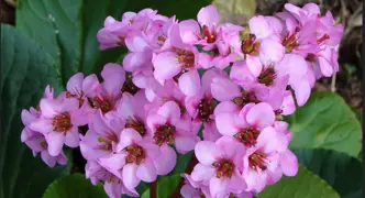How to grow Bergenia in NZ.