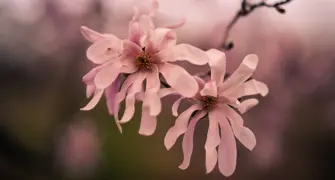 Small Specimen Trees NZ: Best Choices for Your Garden.