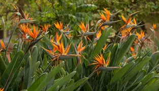Bird Of Paradise Strelitzia Plant Guides By Plant Experts