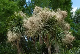 Growing Cabbage Trees Successfully In New Zealand.