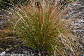 Carex Plant Care and Growing Guide for New Zealand.