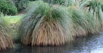 Carex secta Care Guide For New Zealand.